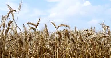 4K小麦麦秆丰收谷物谷子农田金黄的麦田视频的预览图